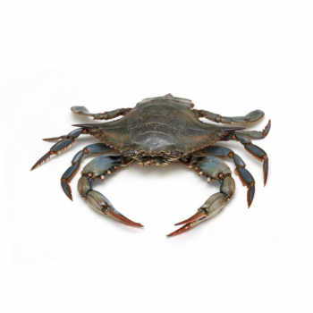 Blue Crab （about 3lb）